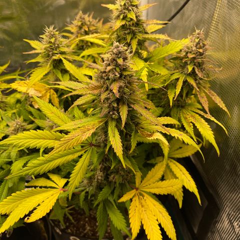Gelato 1 growlog timeline photo