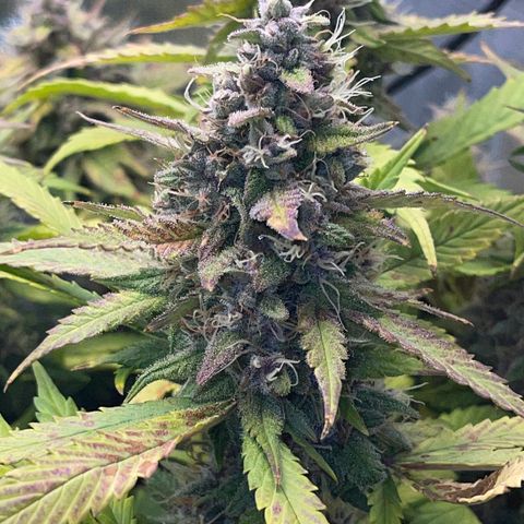 Gelato 1 growlog timeline photo