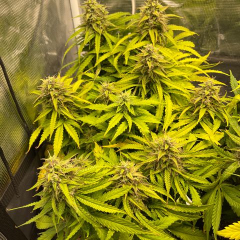 Pineapple 1 growlog timeline photo