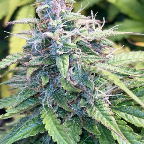 Pineapple 1 growlog timeline photo