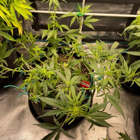 Love Potion (April 2022) growlog timeline photo