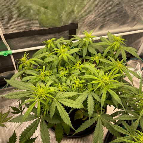 OG Jack (April 2022) growlog timeline photo