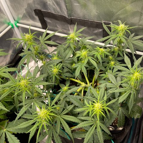 Pineapple X (April 2022) growlog timeline photo