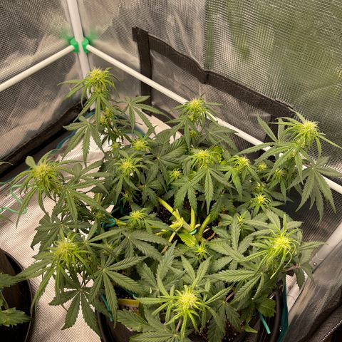 Pineapple X (April 2022) growlog timeline photo