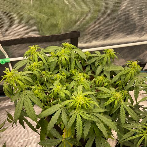 OG Jack (April 2022) growlog timeline photo