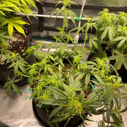 Love Potion (April 2022) growlog timeline photo