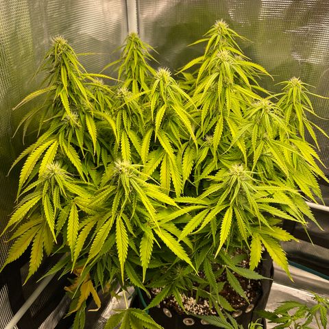Blue Diesel 1 growlog timeline photo