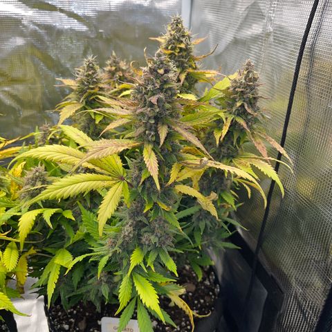 Gelato 1 growlog timeline photo