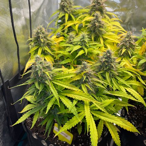 Pineapple 1 growlog timeline photo