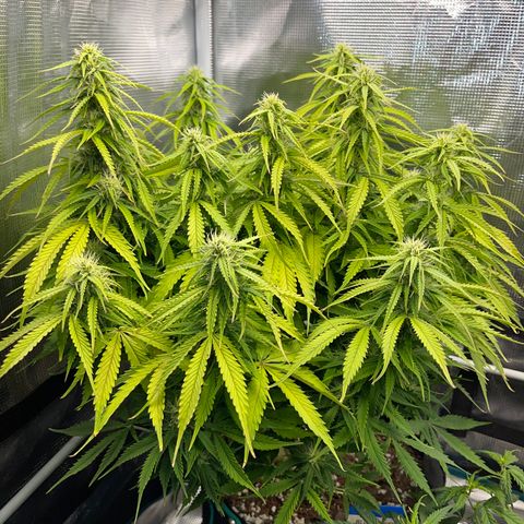 Blue Diesel 1 growlog timeline photo
