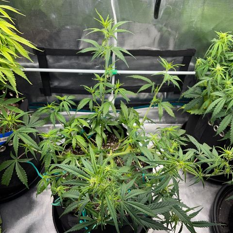 Love Potion (April 2022) growlog timeline photo