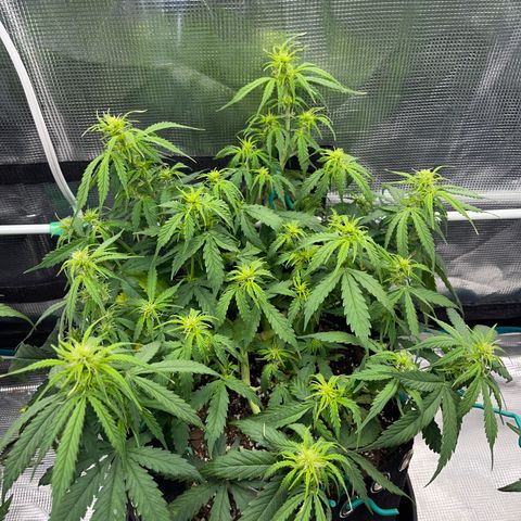 OG Jack (April 2022) growlog timeline photo