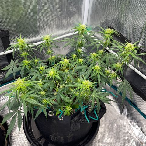 Pineapple X (April 2022) growlog timeline photo