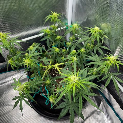 Pineapple X (April 2022) growlog timeline photo