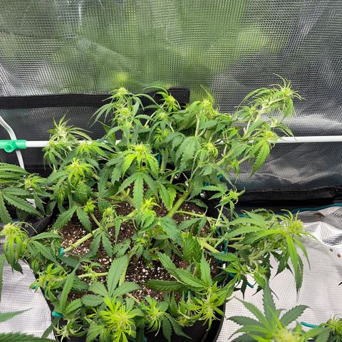 OG Jack (April 2022) growlog timeline photo