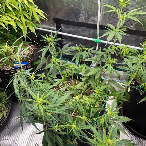 Love Potion (April 2022) growlog timeline photo