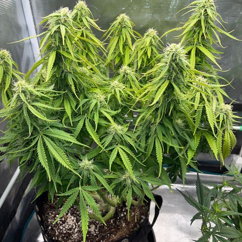 Blue Diesel 1 growlog timeline photo