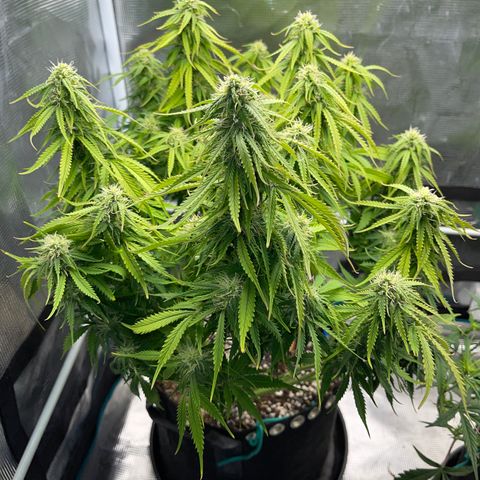 Blue Diesel 1 growlog timeline photo
