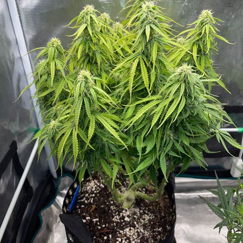 Blue Diesel 1 growlog timeline photo