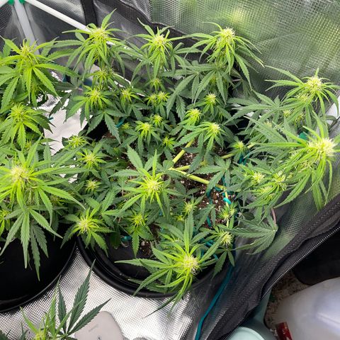 Pineapple X (April 2022) growlog timeline photo