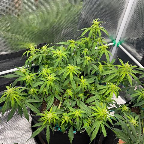 OG Jack (April 2022) growlog timeline photo