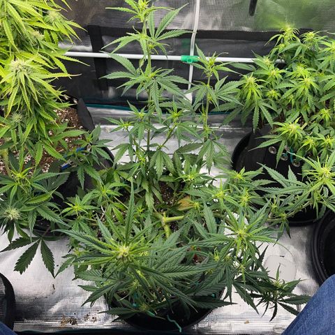 Love Potion (April 2022) growlog timeline photo