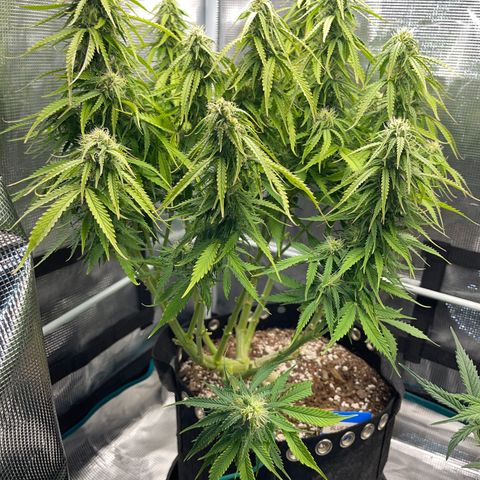 Blue Diesel 1 growlog timeline photo