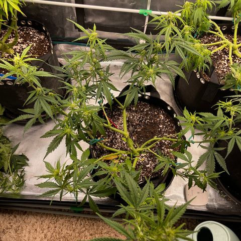 Love Potion (April 2022) growlog timeline photo