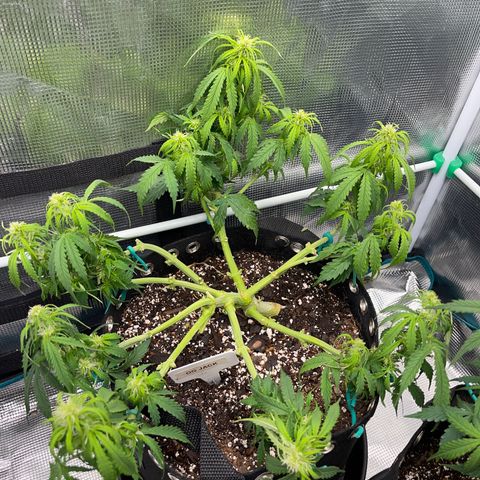 OG Jack (April 2022) growlog timeline photo