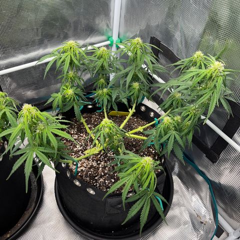 Pineapple X (April 2022) growlog timeline photo