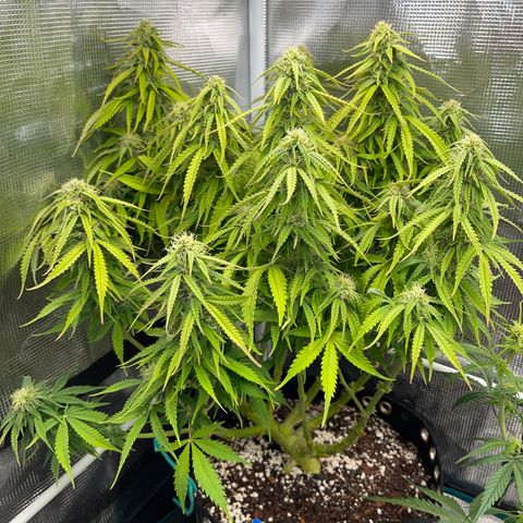Blue Diesel 1 growlog timeline photo