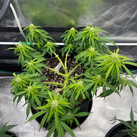 OG Jack (April 2022) growlog timeline photo