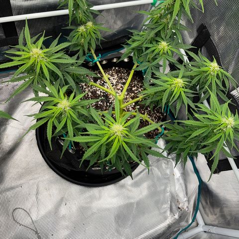 Pineapple X (April 2022) growlog timeline photo