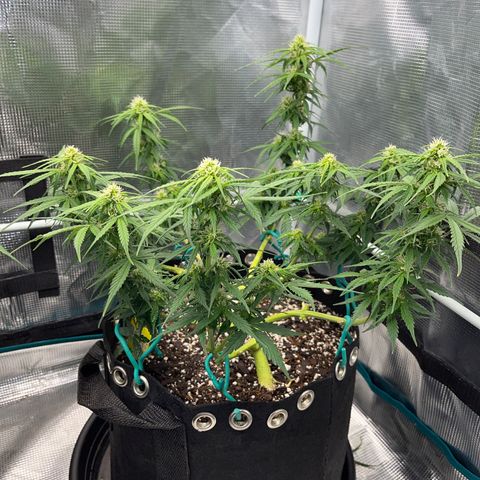 Pineapple X (April 2022) growlog timeline photo