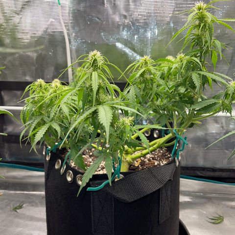 OG Jack (April 2022) growlog timeline photo