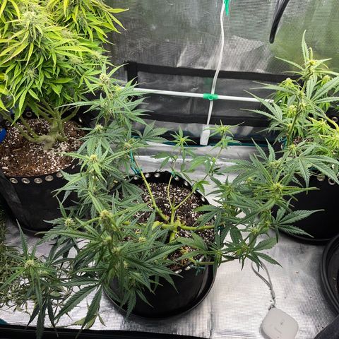 Love Potion (April 2022) growlog timeline photo