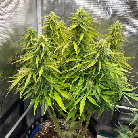 Blue Diesel 1 growlog timeline photo