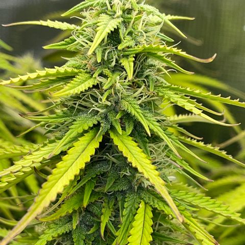 Blue Diesel 1 growlog timeline photo