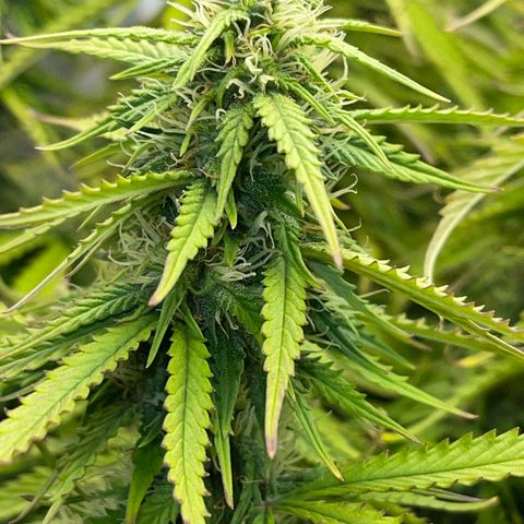 Blue Diesel 1 growlog timeline photo