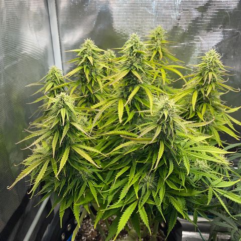 Blue Diesel 1 growlog timeline photo