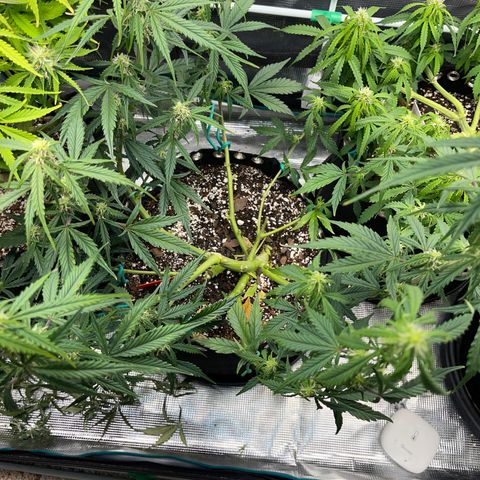 Love Potion (April 2022) growlog timeline photo