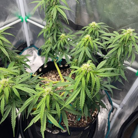 Pineapple X (April 2022) growlog timeline photo