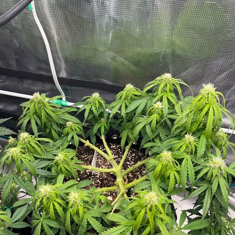 OG Jack (April 2022) growlog timeline photo