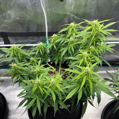 OG Jack (April 2022) growlog timeline photo