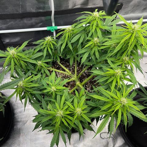 OG Jack (April 2022) growlog timeline photo