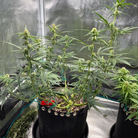 Love Potion (April 2022) growlog timeline photo