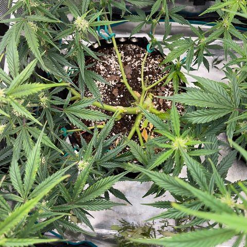 Love Potion (April 2022) growlog timeline photo