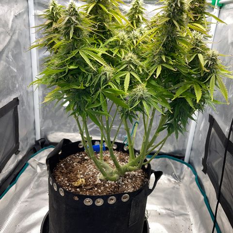 Blue Diesel 1 growlog timeline photo