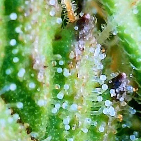 Blue Diesel 1 growlog timeline photo