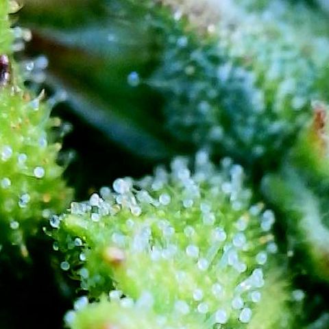 Blue Diesel 1 growlog timeline photo